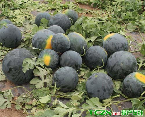 老黑皮西瓜介紹 特征、產地與農林特產價值